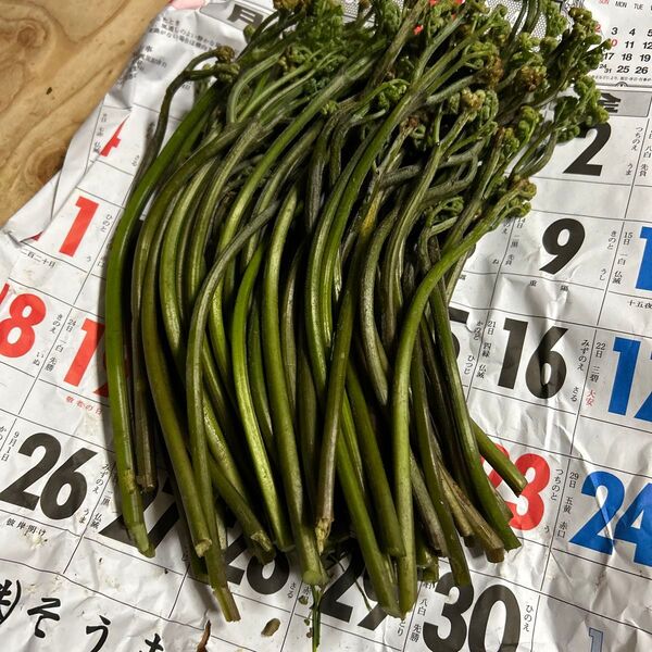 青森産天然蕨朝撮ったものです。500グラムあります。よろしくお願いします。