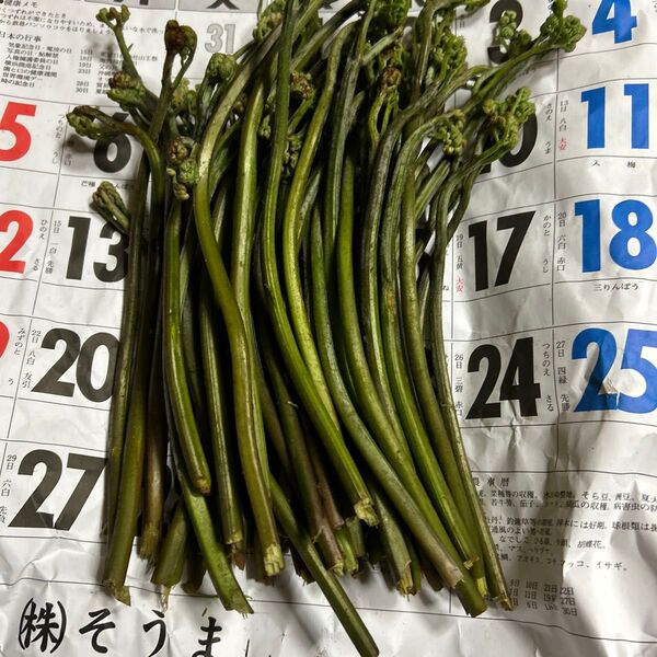 青森さん、天然蕨朝とったものです。500グラムあります。よろしくお願いします。