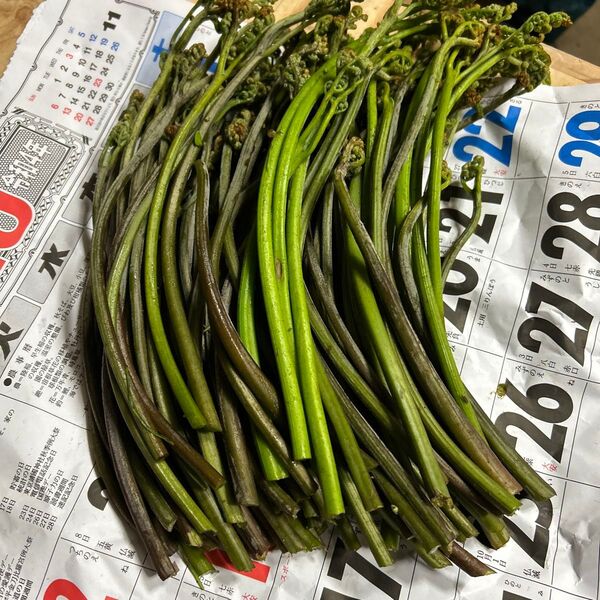 青森産天然蕨700グラムあります。よろしくお願いします。今日は朝とれたものです。