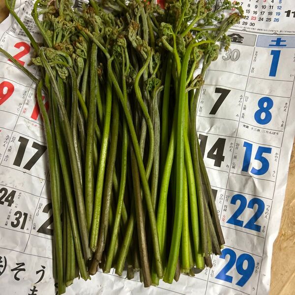 青森さん、天然蕨朝獲れ館700グラムあります。よろしくお願いします。
