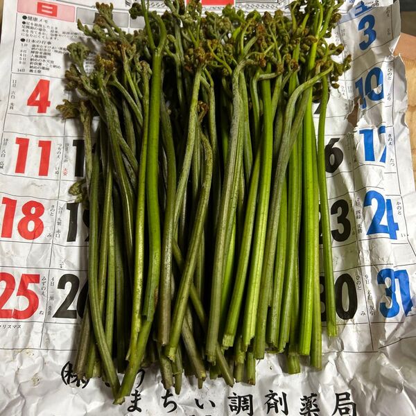 青森産蕨朝取れちゃって700グラムあります。よろしくお願いします。