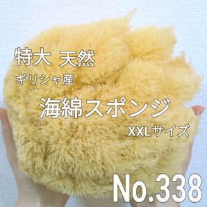天然 特大! 海綿スポンジ ギリシャ産 グラス種 XXLサイズ No.388