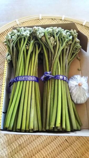 初採 山形産 天然山わらび3Kg以上!! 朝採り根本まで柔らか(木灰付)