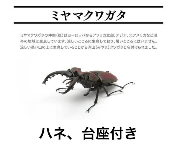 いきもの大図鑑 ガチャポン ミヤマクワガタ くわがた 昆虫 フィギュア ガシャ ガチャ