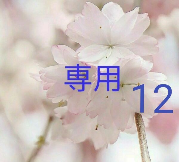 DHC プラズマローゲン 30日分×12袋 個数変更OK