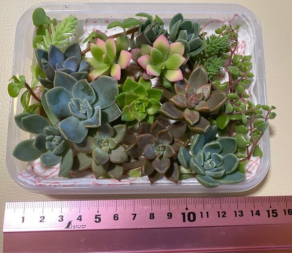 多肉植物 多肉弁当 寄せ植え カット苗 詰め合わせ