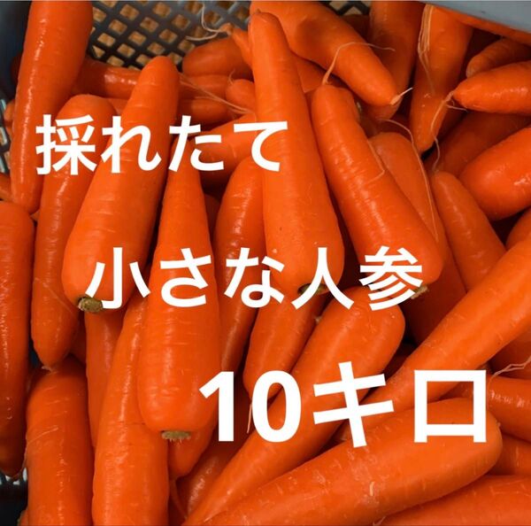 小さな人参10キロ