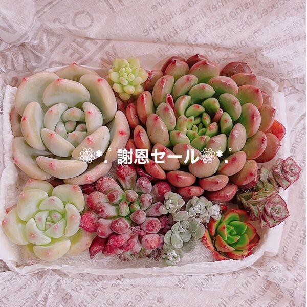*.D謝恩セール*.゚多肉植物 韓国苗 エケベリア カット苗 セット