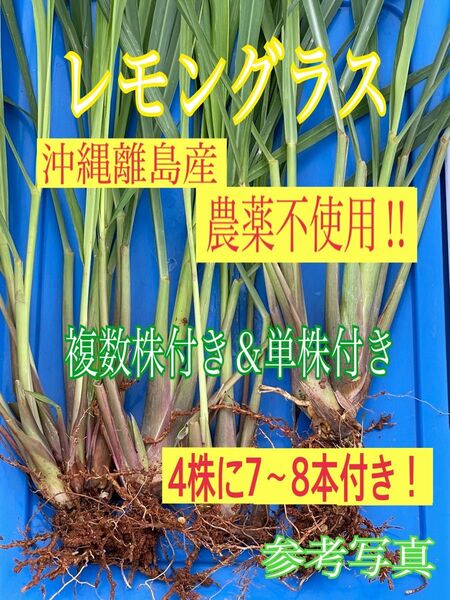 レモングラス 抜き苗 複数株付&単株 根付き 沖縄ハーブ ネコポス発送