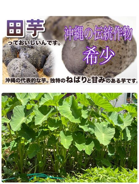 田芋 苗 小株 希少種 入手困難 沖縄の伝統作物 タームン 田いも