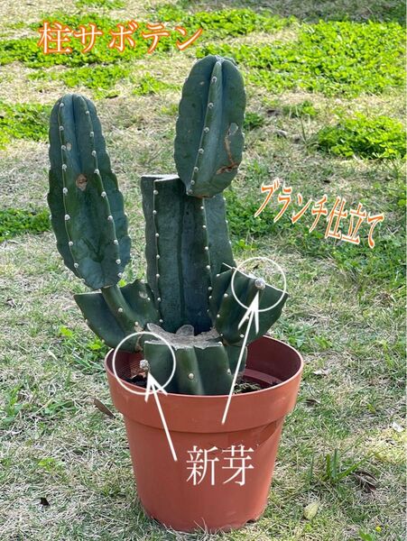 柱サボテン 2株植え プランチ仕立て 傷あります 多肉植物 屋外管理栽培です。