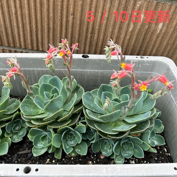 多肉植物 エケベリア 2個セット 七福神