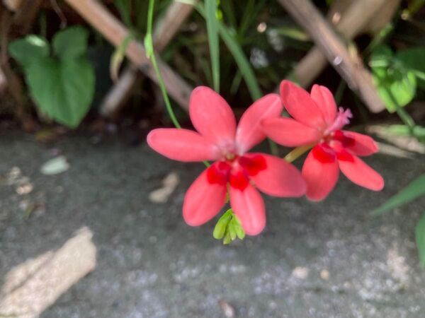 ヒメヒオウギ 姫檜扇 種子15粒 可憐 朱赤の花