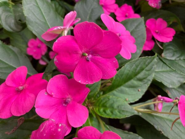 インパチェンス 赤紫の花 育てやすい 幼苗 約5〜10cm高 3本