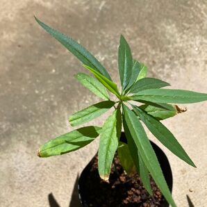 台湾桃 毛桃 キームム 15㎝樹高 幼苗