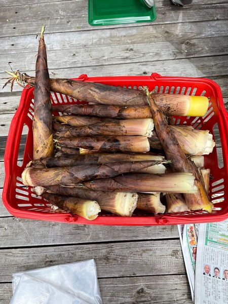 茨城県産 破竹 約5キロ