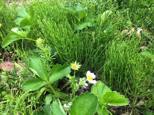スギナ 300g以上 滋賀県発 ゆうパゲットいっぱい