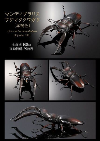 マンディブラリスフタマタクワガタ いきもの大図鑑ギラファノコギリクワガタとマンディブラリスフタマタクワガタ
