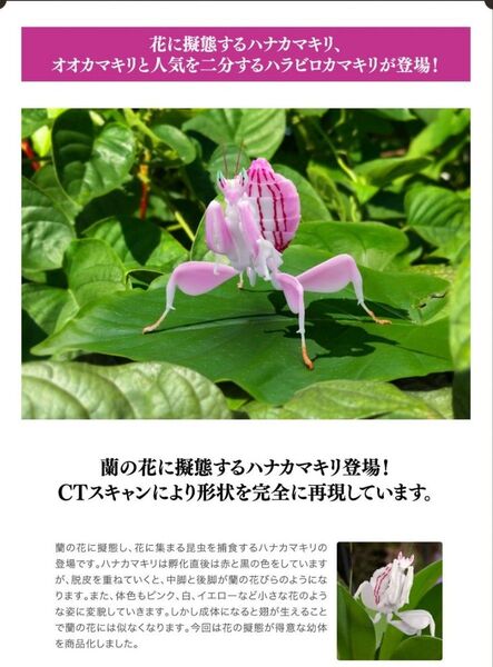 ハナカマキリ ピンク いきもの大図鑑 カマキリ 昆虫 バッタ