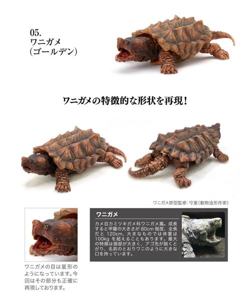 ワニガメ コールデン いきもの大図鑑 かめ