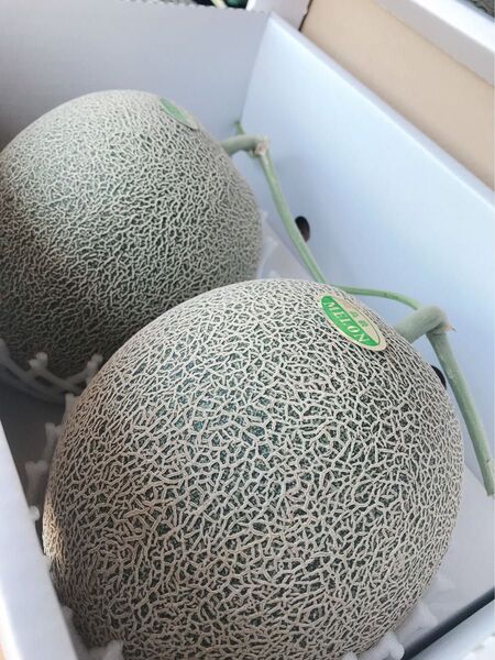 肥後グリーンメロン