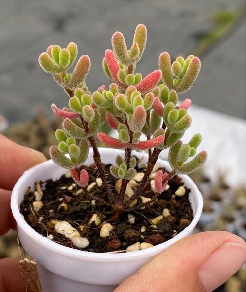 新入荷 多肉植物 ドロサンテマム キラキラ スモークスター 抜き苗 1株