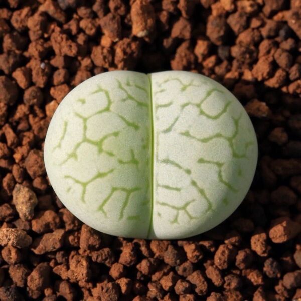 多肉植物 リトープス 緑綾耀玉 1.5cm 抜き苗 1株