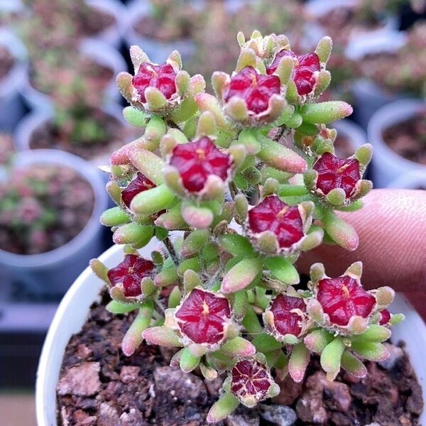 新入荷 多肉植物 ドロサンテマム キラキラ ルビー 抜き苗 1株