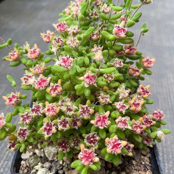 現品 多肉植物 ドロサンテマム キラキラ Red Diamond 特大株 抜き苗 1株