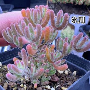 新入荷 多肉植物 ドロサンテマム キラキラ 氷川 抜き苗 1株