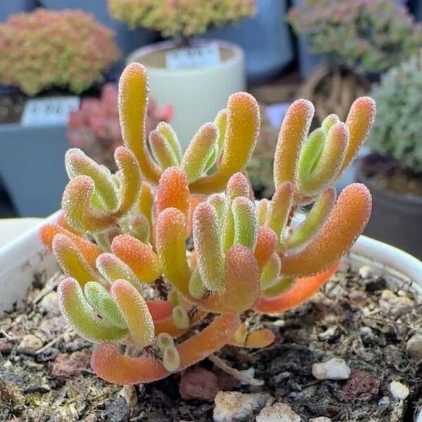 新入荷 多肉植物 ドロサンテマム キラキラ Orange Leaf 抜き苗 1株