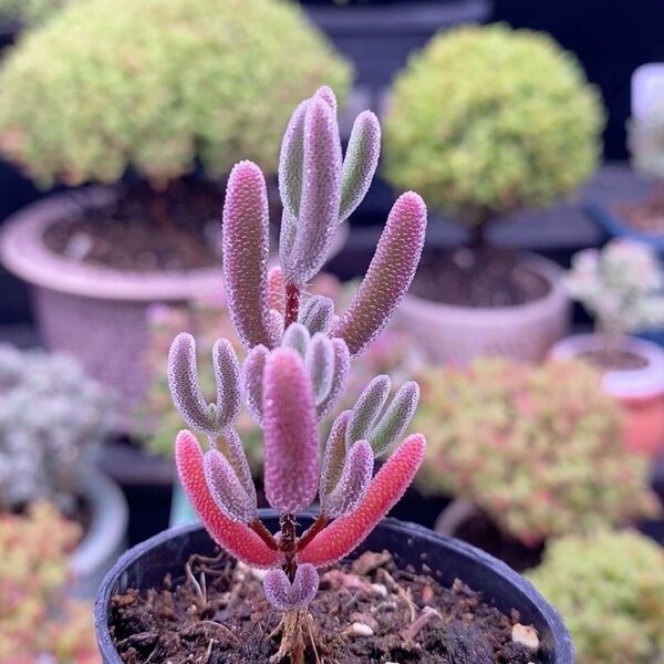 新入荷 多肉植物 ドロサンテマム キラキラ 瑠璃 抜き苗 1株