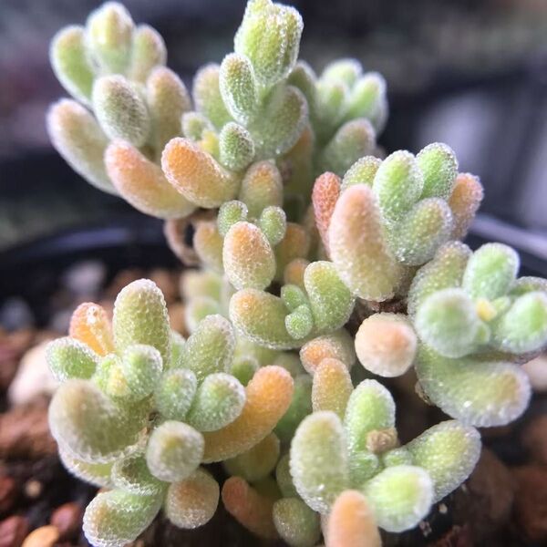 新入荷 多肉植物 ドロサンテマム キラキラ Yellow Ice crystal 抜き苗 1株