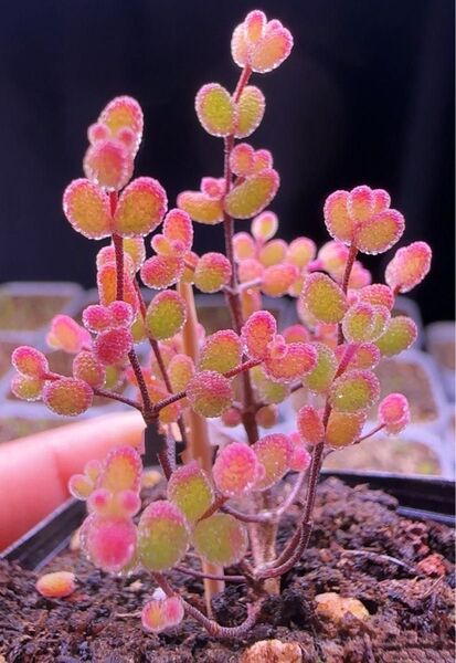 新入荷 多肉植物 ドロサンテマ キラキラ レインボーキャンディーボール 抜き苗 1株