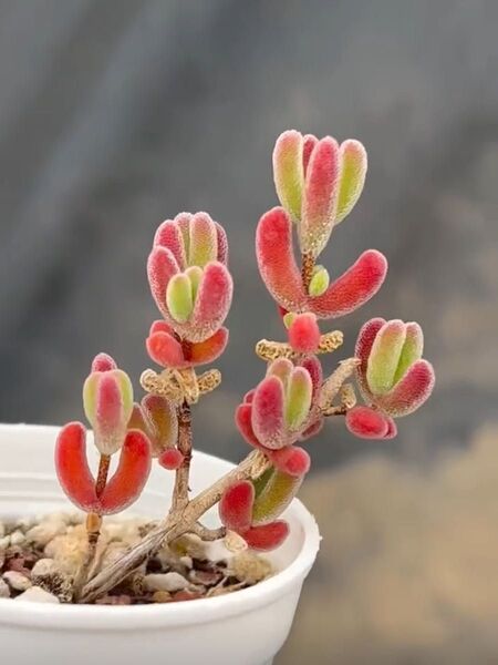 新入荷 多肉植物 ドロサンテマム キラキラ もみじ 小苗 抜き苗 1株