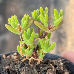 新入荷 多肉植物 ドロサンテマム 猫ミミ 抜き苗 1株