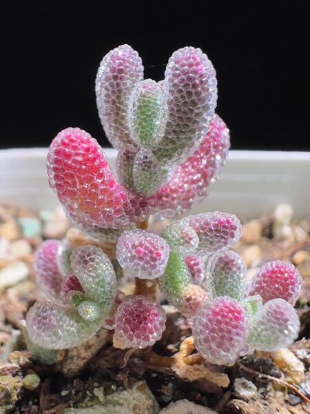 新入荷 多肉植物 ドロサンテマム Pink Ice crystal 小苗 抜き苗 1株