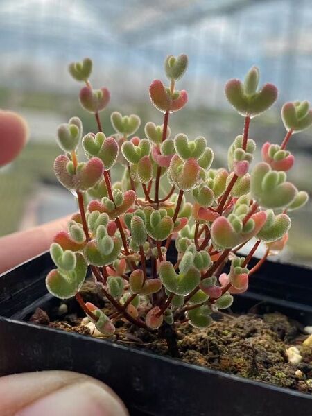 新入荷 多肉植物 ドロサンテマ キラキラ 莱斯 抜き苗 1株