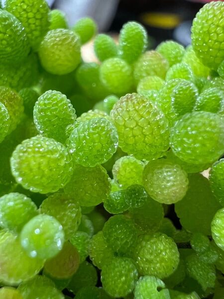 新入荷 多肉植物 ドロサンテマム キラキラ 翡翠 小苗 抜き苗 1株
