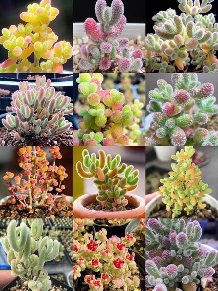 お買い得 早い者勝ち 人気ドロサンテマム キラキラ 20品種 2025 超豪華 多肉植物福袋