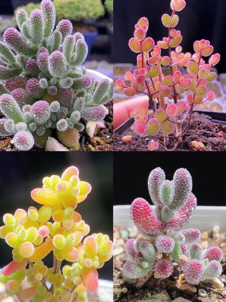 多肉植物 ドロサンテマム キラキラ 4点セット カット12本