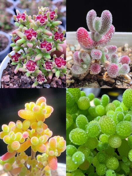 多肉植物 ドロサンテマム キラキラ 4点セット カット12本