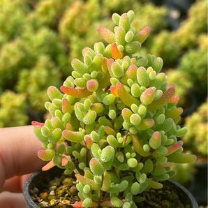 SALE 多肉植物 キラキラ系 ドロサンテマム 蜜橘 抜き苗 1株