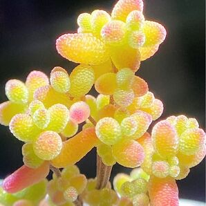 多肉植物 ドロサンテマム キラキラ 金橘 抜き苗 1株