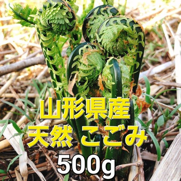 山形県産 天然 こごみ 500g