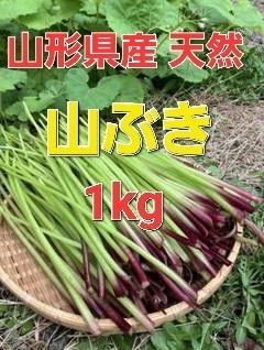山形県産 天然山ぶき1kg