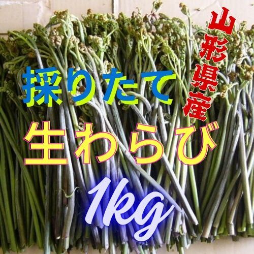 山形県産 天然 生わらび 1kg