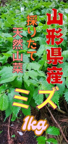 山形県産 天然 山菜 みず 1kg