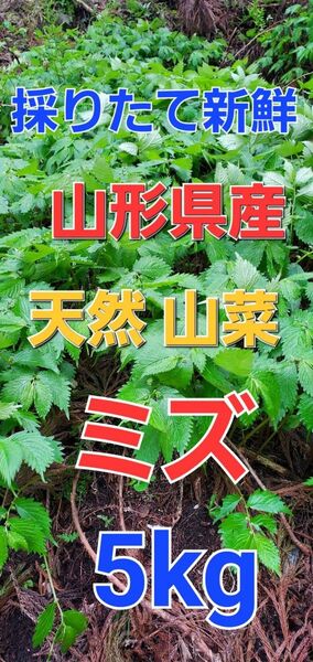 山形県産 天然 ミズ 5kg