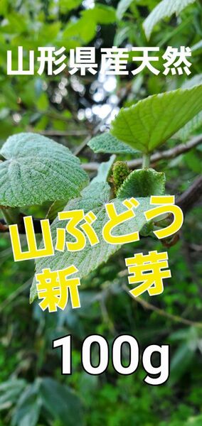 山形県産 天然 山ぶどう 新芽 100g